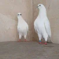 فروش کبوتر قره دومدح
