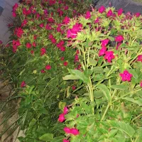 بذر گل لاله عباسی ارغوانی