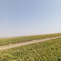 خربزه|لوازم جانبی حیوانات|شراء, |دیوار