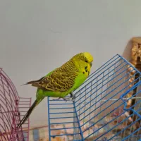 مرغ عشق انگلیسی گرید A|پرنده|اهر, |دیوار