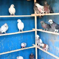 کبوتر یجایی بارجدید