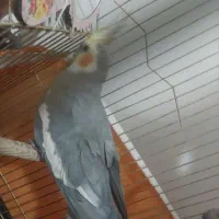 عروس هلندی|پرنده|قم, کلهری|دیوار