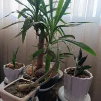 منشی مسلط به زبان و کامپیوتر