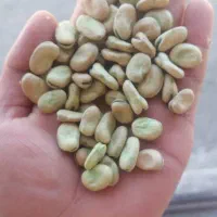 باقلا مازندرانی