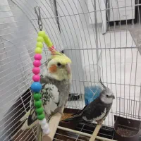 عروس هلندی|پرنده|گرگان, |دیوار