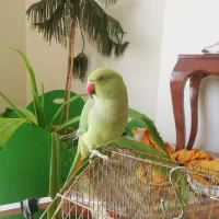 طوطی سخنگو