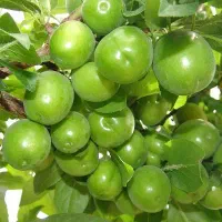 اجاره گر باغ میوه