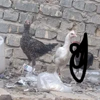 عروسک جوجه