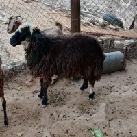 قوچ  بومی (محلی)|حیوانات مزرعه|خورموج, |دیوار