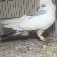 نر ابلغ سبز صید