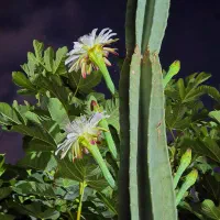 گل کاکتوس غول پیکر ۵ متری