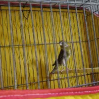 پرنده|پرنده|بندر امام خمینی, |دیوار