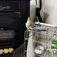 عروس هلندی|پرنده|تهران, شهرک رضویه|دیوار