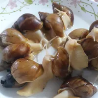 حیوان خانگی حلزون آچاتینا آفریقایی
