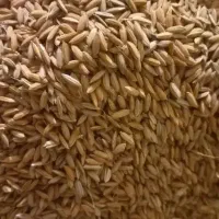 چلتوک  چمپا لوداب