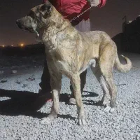 سگ افغانی|سگ|قم, جاده معدن|دیوار