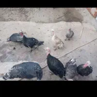 بوقلمون برنز  و بوربون امریکایی|حیوانات مزرعه|اقلید, |دیوار