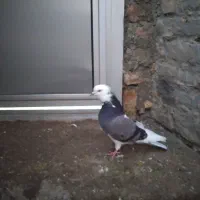 یه دونه کبوتر شازده ماده|پرنده|میاندوآب, |دیوار