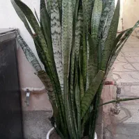 سانسوریا