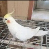 عروس هلندی گم شده