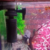 آکواریوم شیشه خم  ماهیران با لوازم کامل|ماهی|تهران, شهرک طالقانی|دیوار
