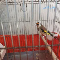 سهره جفتی|پرنده|دزفول, |دیوار