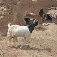 بز جوان