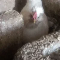 فروش دوعدد مرغ گلین با خروس سیبرایت اصل|حیوانات مزرعه|رویدر, |دیوار