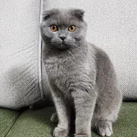 جهت جفت گیری با گربه ماده خوشگل