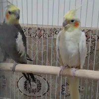 عروس هلندی|پرنده|سهند, |دیوار
