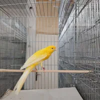 قناری رسمی بلند