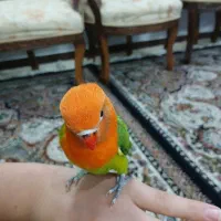 یک جفت طوطی برزیلی|پرنده|مشهد, بهارستان|دیوار