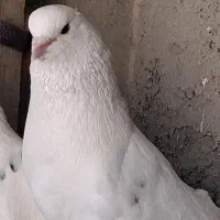 کبوتر