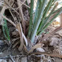 پاچول نخل گنتار|گل و گیاه طبیعی|خورموج, |دیوار