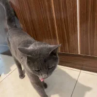 گربه بریتیش اسکاتیش