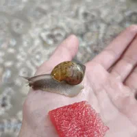 حلزون پرورشی|خزنده|چالوس, |دیوار