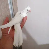 جوجه آلبینو دانخور