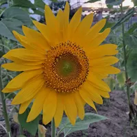 نیروی کار .