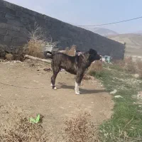 سگ های نگهبانی وو گله  داری|سگ|شیروان (خراسان), |دیوار