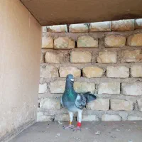 کبوتر پرشی و پلاکی شکار|پرنده|یزد, |دیوار