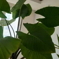 گل بابا آدم|گل و گیاه طبیعی|شاندیز, |دیوار