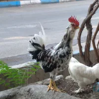 خروس چهل تاج گلین|حیوانات مزرعه|جاجرود, |دیوار