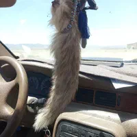 دم روباه اصل