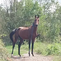 اسب|اسب و تجهیزات اسبسواری|کیاشهر, |دیوار