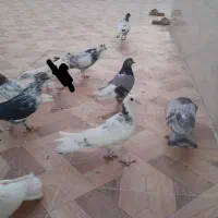 کبوتر.کفتر|پرنده|قم, چهل درخت‎|دیوار