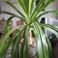 گل اشک ملکه بزرگ