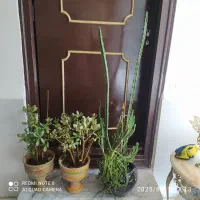 گل طبیعی ۴تا با گلدان سفالی همش ۹۰۰هزارتومان|گل و گیاه طبیعی|سلماس, |دیوار