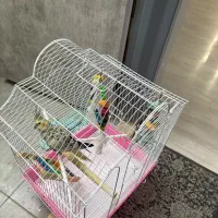 عروس هلندی با قفس بزرگ