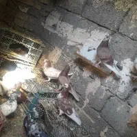 کفتر|پرنده|کهنوج, |دیوار