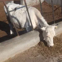 یک راس گاو اول شکم|حیوانات مزرعه|شیروان (خراسان), |دیوار